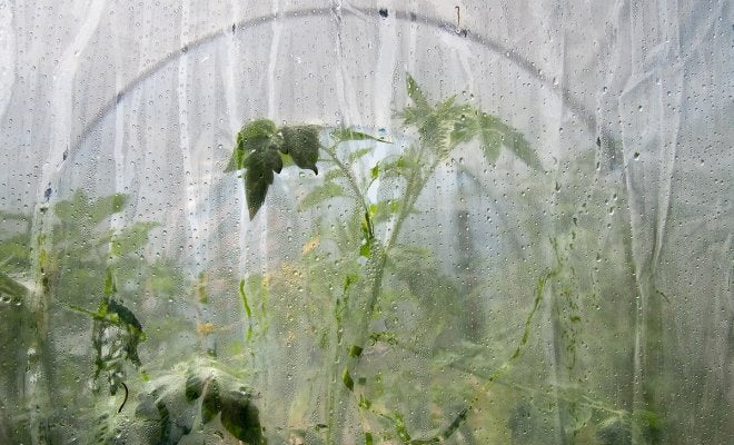 Теплична плівка